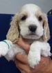 Small Photo #1 Cocker Spaniel Puppy For Sale in SPRINGFIELD, MA, USA