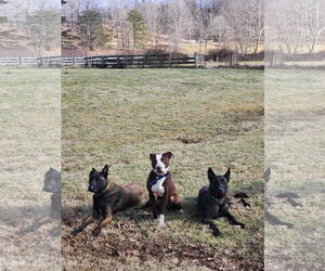 Spice - Male American Pit Bull Terrier-Unknown Mix Dog for Adoption - Photo #5