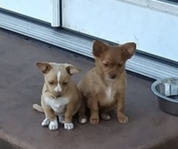 Medium Photo #1 Chihuahua Puppy For Sale in CENTRALIA, WA, USA