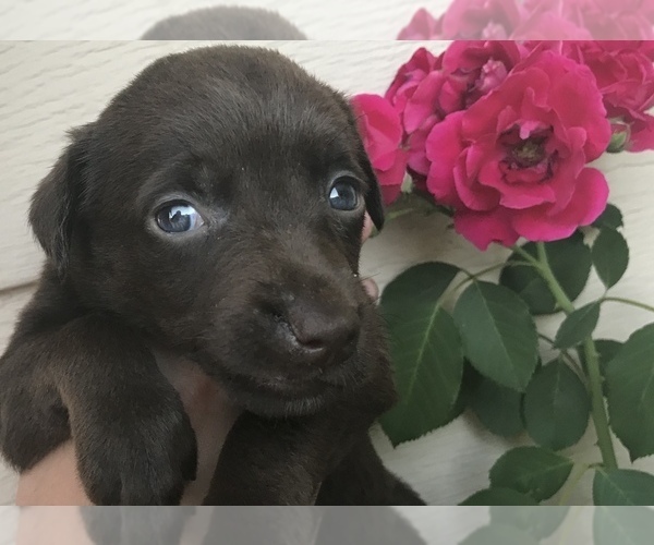 Medium Photo #1 Labrador Retriever Puppy For Sale in MARYSVILLE, CA, USA