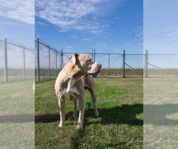 Medium Photo #2 Mutt Puppy For Sale in Abbeville, LA, USA