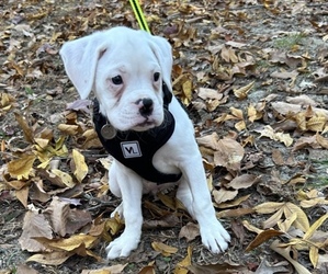 Boxer Puppy for sale in RANDLEMAN, NC, USA