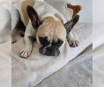Small #4 Faux Frenchbo Bulldog