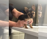 Small #9 Yorkshire Terrier