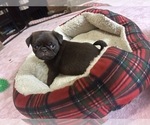 Small Photo #77 Pug Puppy For Sale in BLOOMINGTON, IL, USA