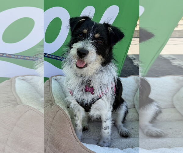 Medium Photo #1 Parson Russell Terrier-Unknown Mix Puppy For Sale in Lake Elsinore, CA, USA