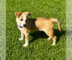 Mutt Dogs for adoption in Sterling, MA, USA