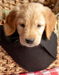 Small Photo #7 Golden Retriever Puppy For Sale in EX SPGS, MO, USA