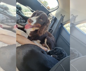 English Springer Spaniel Puppy for sale in PROSPERITY, SC, USA