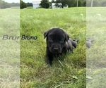 Small Photo #15 Labrador Retriever Puppy For Sale in FREDERICKSBG, OH, USA