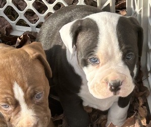 American Bully Puppy for sale in IRMO, SC, USA