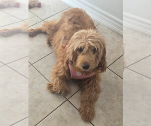 Golden Retriever-Unknown Mix Dogs for adoption in Brights Grove, Ontario, Canada