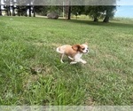 Small #4 Cavalier King Charles Spaniel