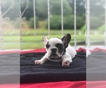 Small Photo #4 French Bulldog Puppy For Sale in PROVIDENCE, RI, USA