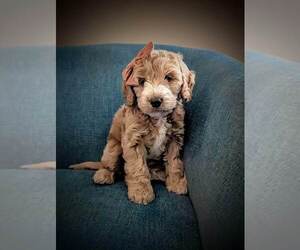 Cockapoo-Poodle (Miniature) Mix Puppy for sale in West Lorne, Ontario, Canada