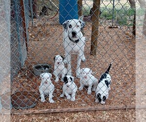 Catahoula Leopard Dog-Dogo Argentino Mix Puppy for sale in LOMETA, TX, USA