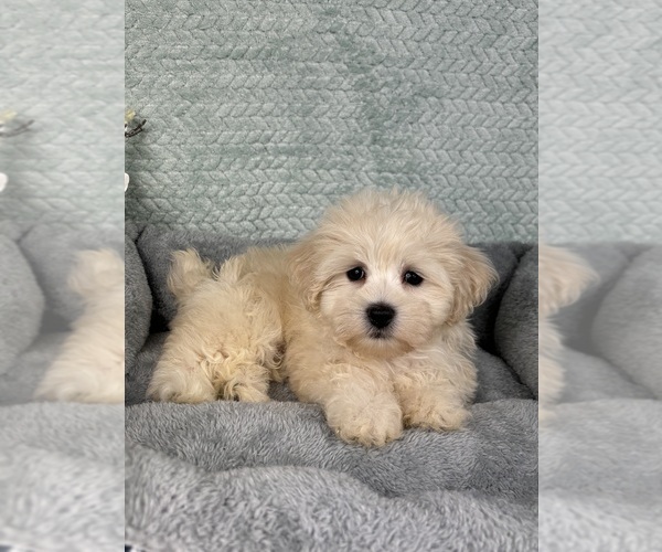 Medium Photo #6 Maltipoo Puppy For Sale in FRANKLIN, IN, USA