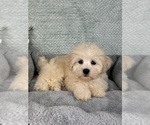 Small #5 Maltipoo
