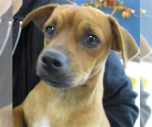 Chug Dogs for adoption in Temple, TX, USA