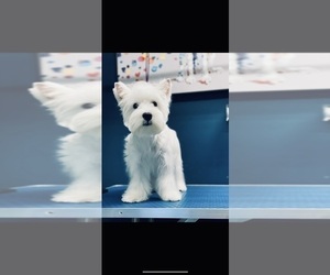 Mother of the West Highland White Terrier puppies born on 05/08/2022