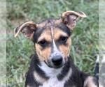Small Retriever  Mix