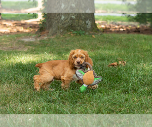 Cocker Spaniel Puppy for sale in NAPPANEE, IN, USA