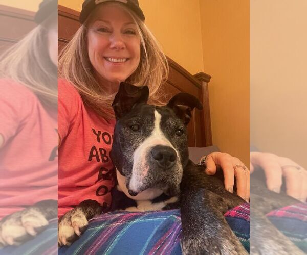 Medium Photo #27 American Staffordshire Terrier Puppy For Sale in Caldwell, NJ, USA