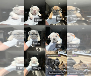 French Bulldog Puppy for sale in MORENO VALLEY, CA, USA