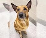 Small #1 German Shepherd Dog