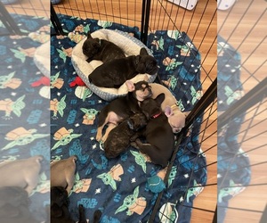 French Bulldog Litter for sale in ROCKLEDGE, FL, USA