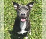 Small American Pit Bull Terrier-Labrador Retriever Mix