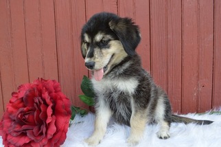 Goberian Puppy for sale in HONEY BROOK, PA, USA