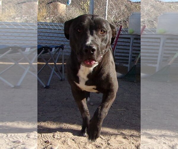 Medium Photo #1 Mutt Puppy For Sale in Golden Valley, AZ, USA