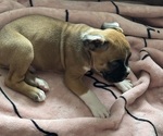 Puppy Dude Boxer