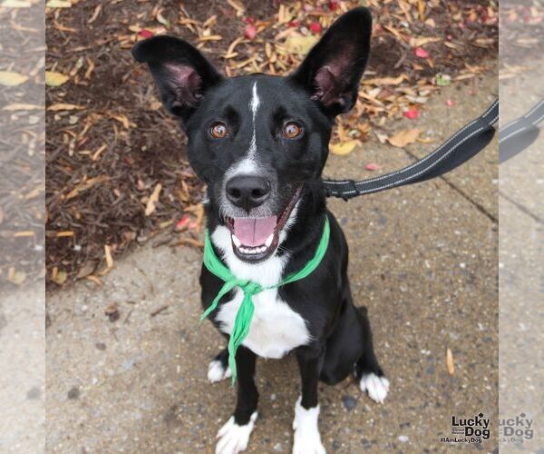 Medium Photo #4 Borador Puppy For Sale in Washington, DC, USA