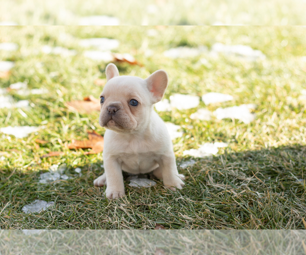 Medium Photo #5 French Bulldog Puppy For Sale in NAPPANEE, IN, USA