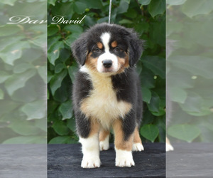 Australian Shepherd Puppy for sale in EASTON, MO, USA