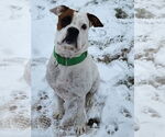 Small #2 Boxer Mix