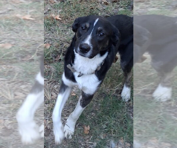 Medium Photo #3 Border Collie-Unknown Mix Puppy For Sale in Boston, MA, USA