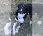 Small Photo #3 Border Collie-Unknown Mix Puppy For Sale in Boston, MA, USA