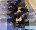 Small Photo #29 Labrador Retriever Puppy For Sale in POCAHONTAS, IL, USA