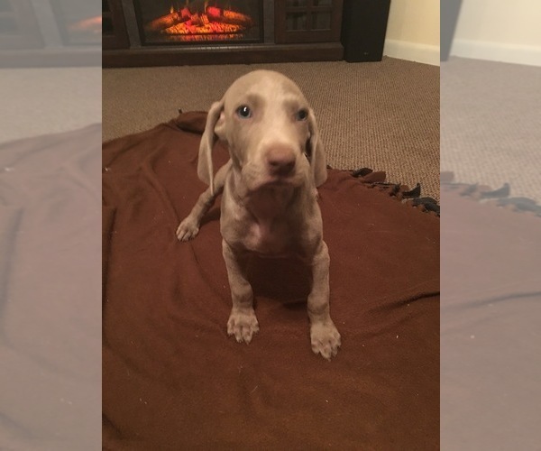 Medium Photo #1 Weimaraner Puppy For Sale in MIDDLEBURG, PA, USA