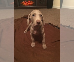 Weimaraner Puppy for sale in MIDDLEBURG, PA, USA