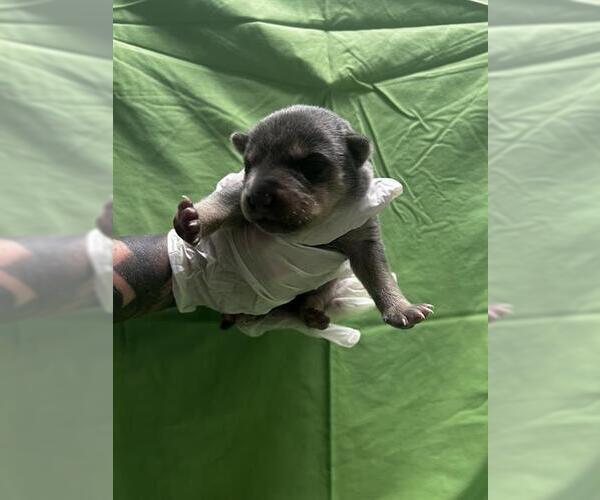 Medium Photo #1 American Pit Bull Terrier-Unknown Mix Puppy For Sale in Riverside, CA, USA