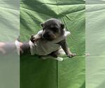 Small American Pit Bull Terrier Mix