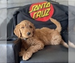 Small Photo #1 Goldendoodle Puppy For Sale in WOODLAND, CA, USA