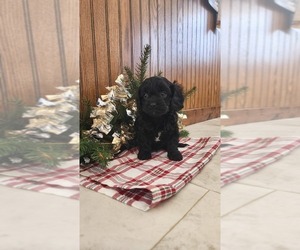 Cavapoo (Miniature) Litter for sale in GREENWOOD, WI, USA
