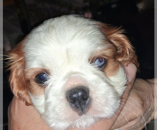 Medium Photo #1 Cavalier King Charles Spaniel Puppy For Sale in BRIDGEVILLE, CA, USA