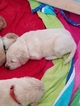 Small Photo #22 Goldendoodle Puppy For Sale in DALLAS, GA, USA