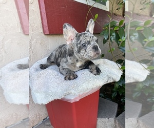 French Bulldog Puppy for sale in LEMON GROVE, CA, USA